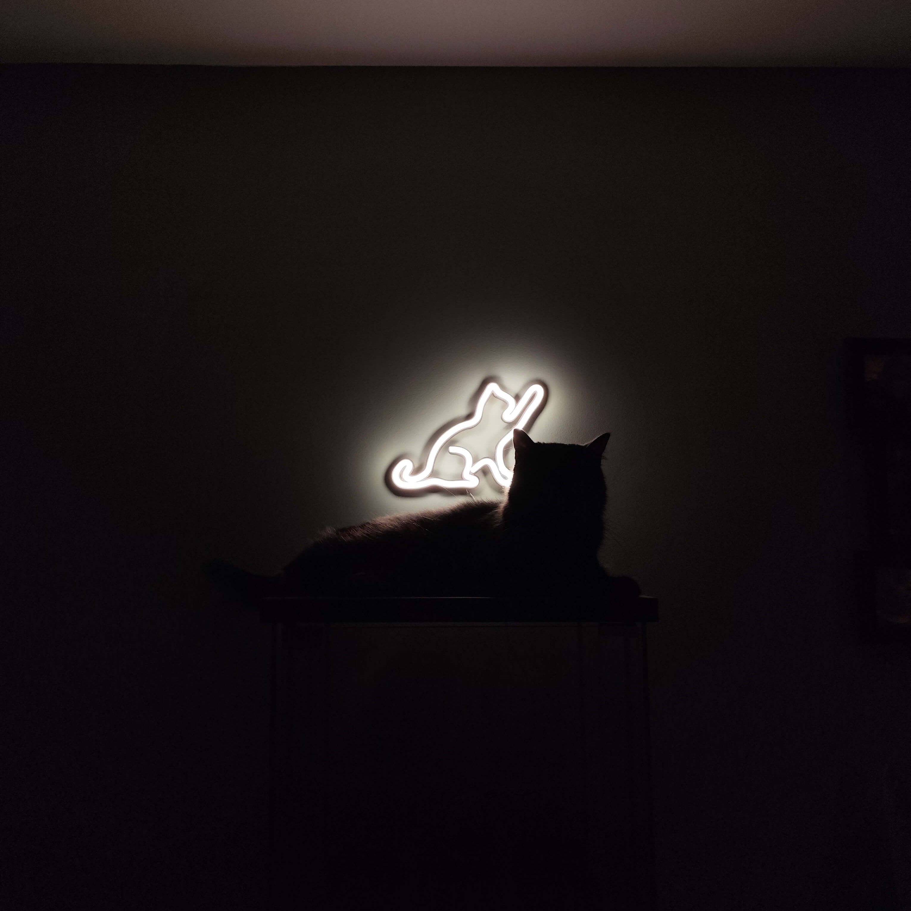 Kot Neon LED