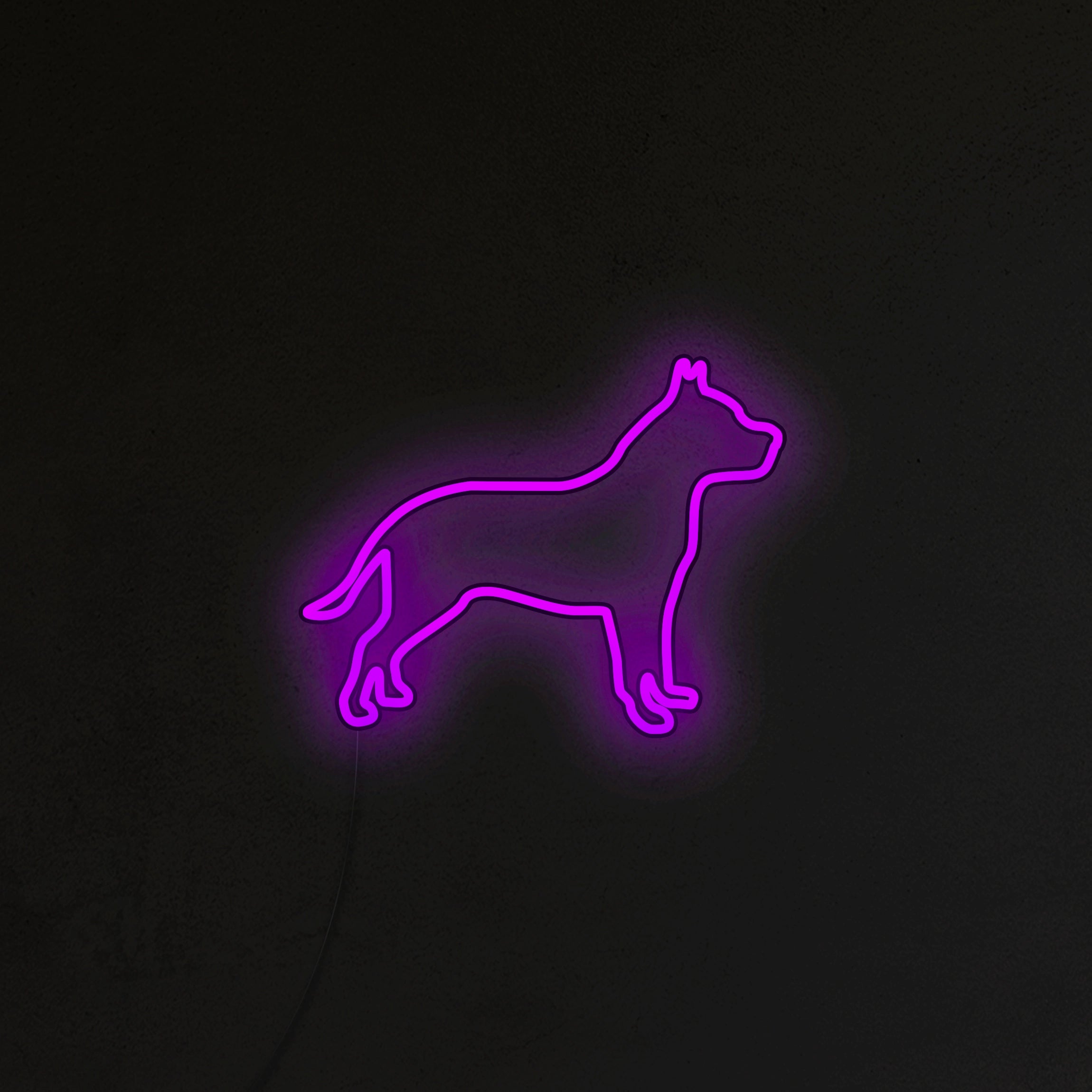 Pitbull Neon LED