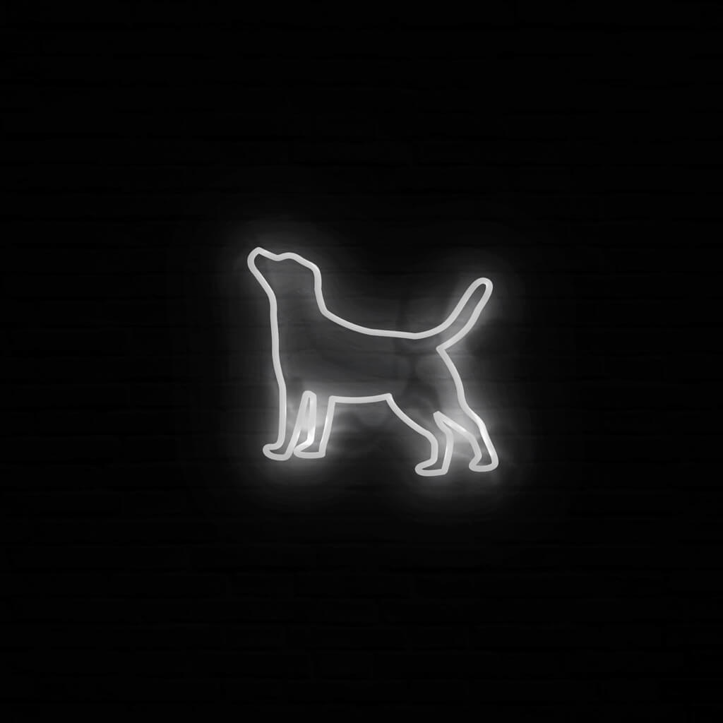 Labrador Neon LED - Zimna biel